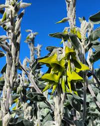 Image result for Crotalaria kirkii