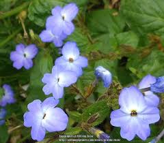 Image result for Browallia americana