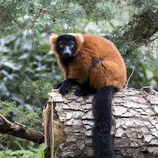 Le petit nid de beauval. Questions Frequentes F A Q Zooparc De Beauval