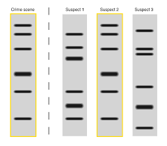 Dna fingerprinting can also be used to determine paternity and track down relatives. Dna Fingerprinting