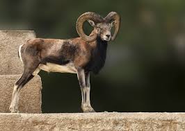 Free Image On Pixabay Ram Animal Nature Wildlife In 2020 Animals Wildlife Nature