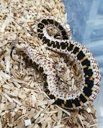 Pin By Scott J On Snakes Cute Reptiles Pet Snake Hognose Snake