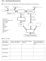 Our intention is that these photosynthesis review worksheet answer key photos gallery can be a hint for you, give you more samples and most important: Solved Part I Illuminating Photosynthesis 1 Fill In Th Chegg Com