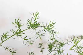 Btw, asparagus fern isn't really a fern at all and not even related to ferns. Asparagus Fern Plant Care And Growing Guide