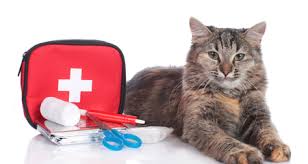 May 06, 2021 · performing cpr on a cat download article 1. How To Give Your Cat Cpr Petcoach