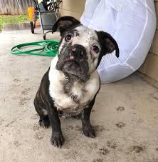 Maybe you would like to learn more about one of these? A Muddy Dog The Best Self Service Dog Washes In San Antonio The Dog Guide San Antonio