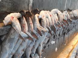 Critically endangered scalloped hammerheads gather in seas off Perth. They  need protection