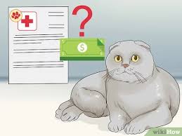 Select from hundreds of pet classifieds that will meet your preference. 5 Ways To Choose Between Purebred And Mixed Breed Cats Wikihow Pet