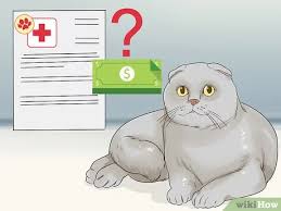 They are vaccinated with all shots and are well socialized. 5 Ways To Choose Between Purebred And Mixed Breed Cats Wikihow Pet