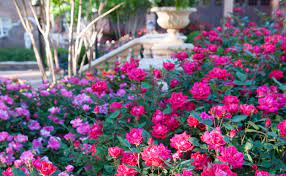 We did not find results for: The Family The Knock Out Family Of Roses