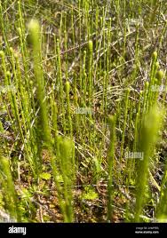 Image result for Lycopodiella caroliniana