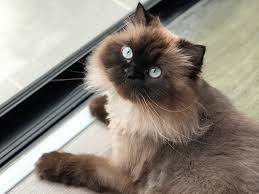 His icy blue eyes and lovable personality are just a couple of things we love about him! Newborn Himalayan Kittens Newborn Kittens