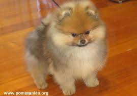 Black And Brown Pomeranian Price Male Pomeranian Vs Female Pomeranian Girl Or Boy Pomeranian Puppy Which Is The Better Choice A Male Or Female P Pomeranian Puppy Puppy Stages Pomeranian Dog