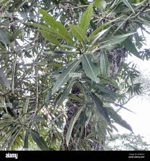 Image result for Breonadia