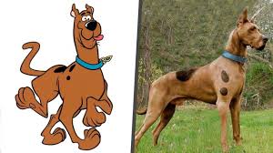 So, there are many other cartoons on dogs, but. Know About The Original Breed Of Scooby Doo