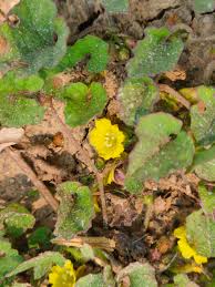 Image result for Merremia emarginata