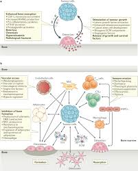For many people who have leukemia, lymphoma, or certain other blood disorders, stem cell or bone marrow transplantation (bmt) offers the best chance of a cure. Novel Approaches To Target The Microenvironment Of Bone Metastasis Nature Reviews Clinical Oncology