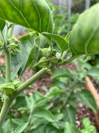 Image result for Withania