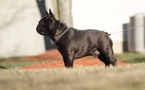 Find french bulldog in dogs & puppies for rehoming | 🐶 find dogs and puppies locally for sale or adoption in toronto (gta) : French Bulldog Puppy For Sale Adoption Rescue For Sale In Bergenfield New Jersey Classified Americanlisted Com