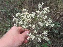 Image result for Lobelia petiolata