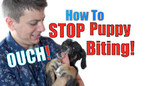 They don't really listen to me. How To Train A Puppy Not To Bite Youtube