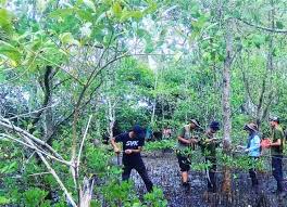 Pertanyaan umum tentang hutan bakau. 5 Alasan Mengapa Kita Harus Melindungi Mangrove