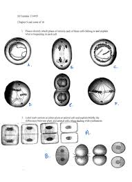 Plant and animal cells both undergo mitotic cell divisions. Study Questions On Meiosis And Mitosis Laboratory Bio 1101 Docsity