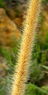 Image result for Cenchrus caudatus