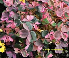 Oxalis plum crazy, oxalis spiralis subsp. Oxalis Plum Crazy Wood Sorrel Unusual Plants Dwarf Plants