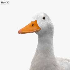 Drakes do possess a drake feather, which is a single curled feather on the tail. Pekin Duck Hd 3d Model Animals On Hum3d