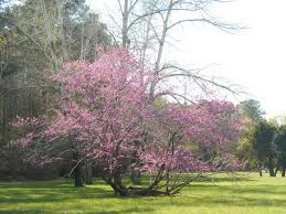 The redbud tree is simply lovely. Redbud Tree Forest Garden