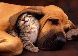 kastor hint yaginin faydalari 14 kullanim alani sekerkadin dogs hugging cat sleeping dog cat