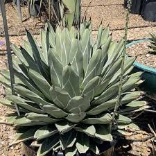B & b cactus farm. B B Cactus Farm Home Facebook