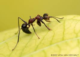 Image result for Gonatopus