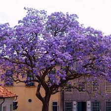 Cherry tree in full bloom. 23 Flowering Trees For Pennsylvania Gardens By Color Progardentips