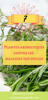 Poule Eloigner Les Maladies Grace Aux Plantes Aromatiques Du Jardin Plantes Pour Soigner Une Poule Qui T Plantes Aromatiques Nourriture Poule Pondeuse Poule