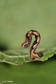 Image result for Timandra comae