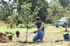 Check spelling or type a new query. How To Transplant And Move Garden Plants