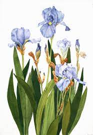 Purple Iris From My Garden Watercolor Reproduction Etsy In 2020 Botanical Drawings Iris Painting Flower Painting