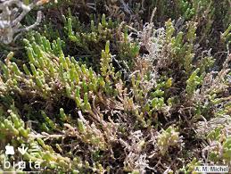 Image result for Sarcocornia perennis