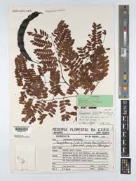 Image result for Alantsilodendron pilosum