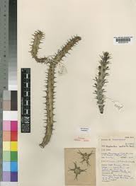 Image result for Euphorbia contorta