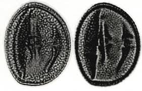 Image result for Melochia melissifolia