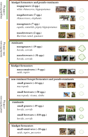 Methane Emissions Of Different Groups Of Large Herbivores