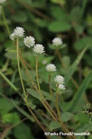 Image result for Gomphrena celosioides
