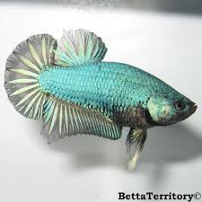 Bt180112b Fish Tank Accessories Betta Fish Betta