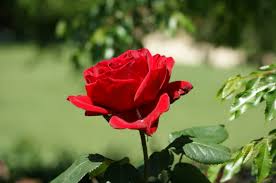 Image result for red rose