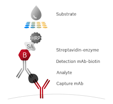 Elisa is about antibody and antigen, which you should already be familiar with. Elisa