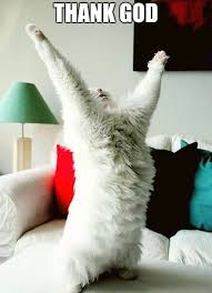 Thank God Cat Meme Cute Cats Cats Cute Animals