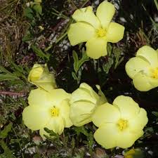 Image result for Grielum